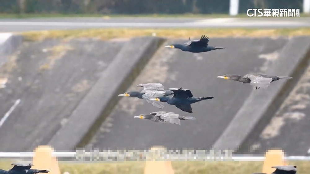 400隻鸕鶿來台度冬！基隆河預計少30萬尾吳郭魚