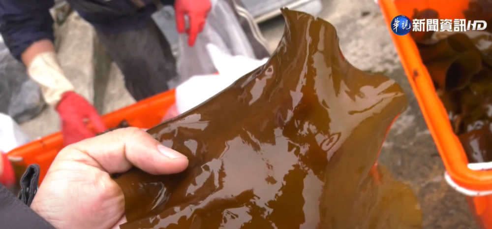 為何「海帶」要打結？　蔬食業者揭原因 網：好有趣的小知識