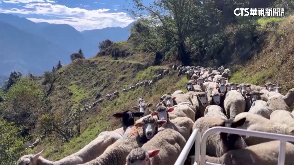 200隻綿羊大軍「上班」大塞車　綿羊進退兩難「萌翻」