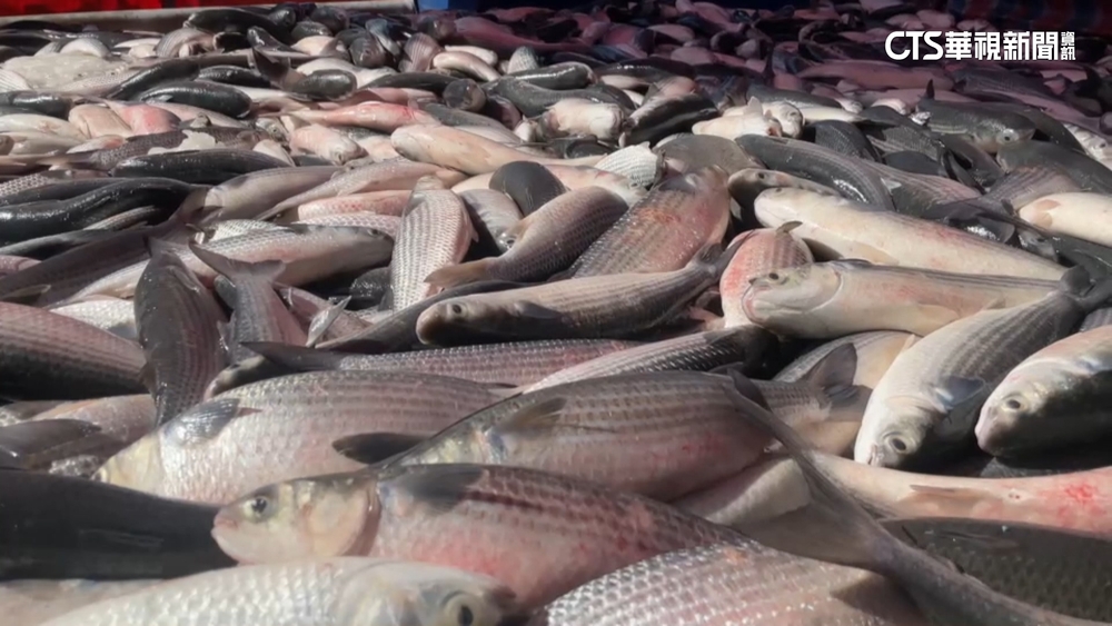 彰化首波養殖烏魚大豐收　物美價廉民眾裝布袋搶購