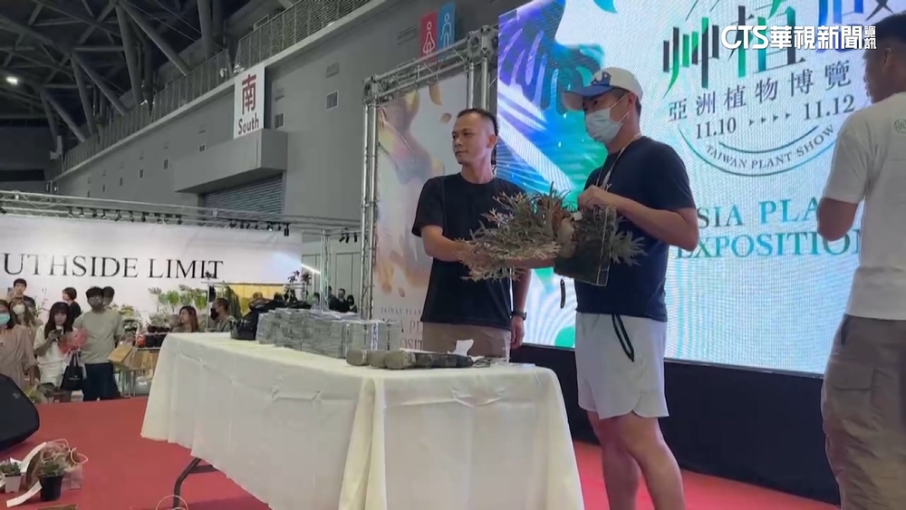 集資千萬現金衝會場！　搶競標「金童鹿角蕨」幼苗