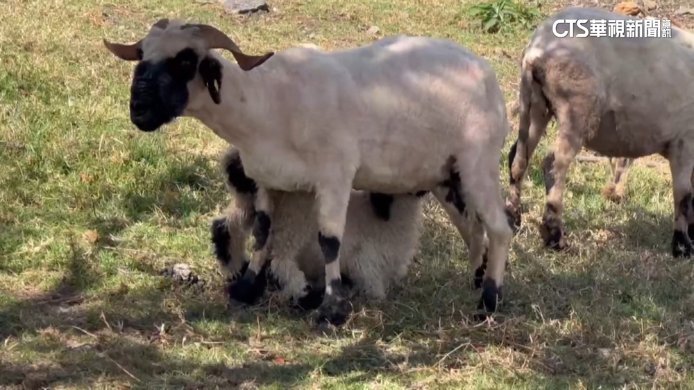 世界最可愛的羊徵婚！　清境瓦萊黑鼻小公羊30萬標售