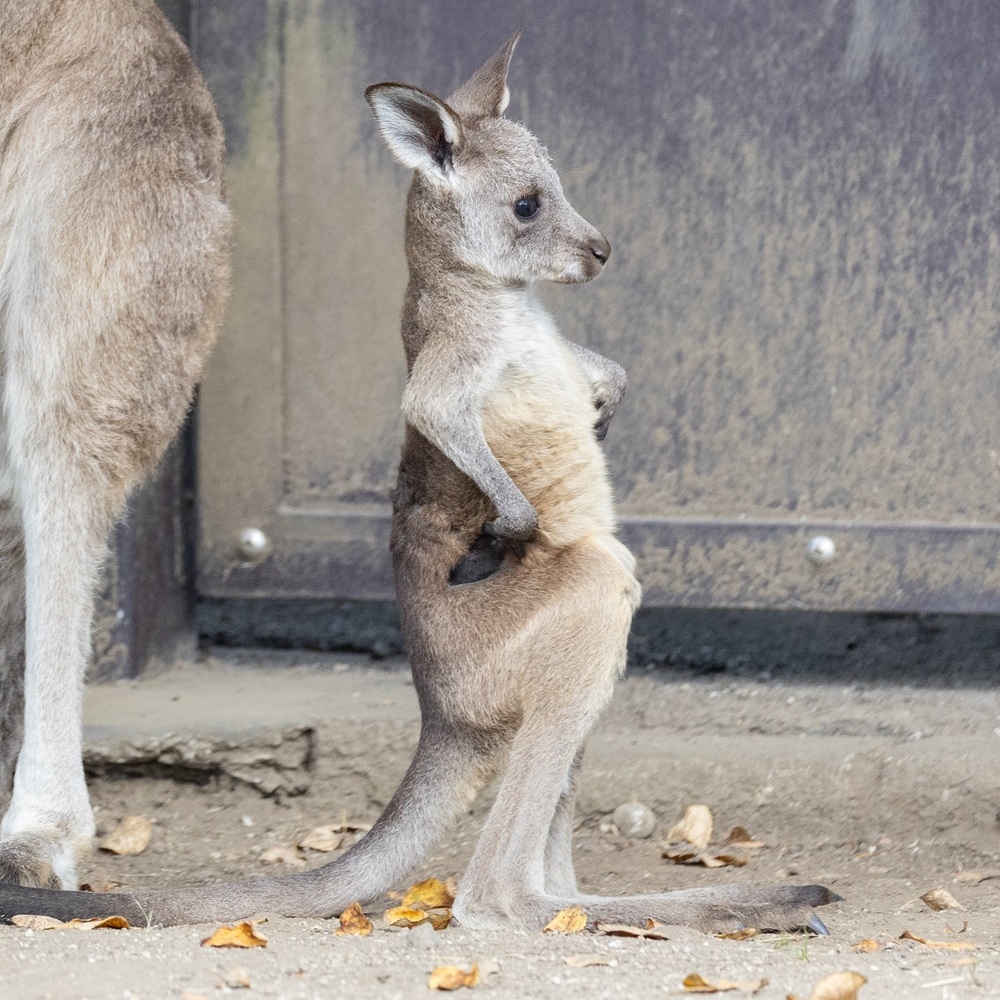 圖片翻攝自 @kanazawakitecho X (推特)