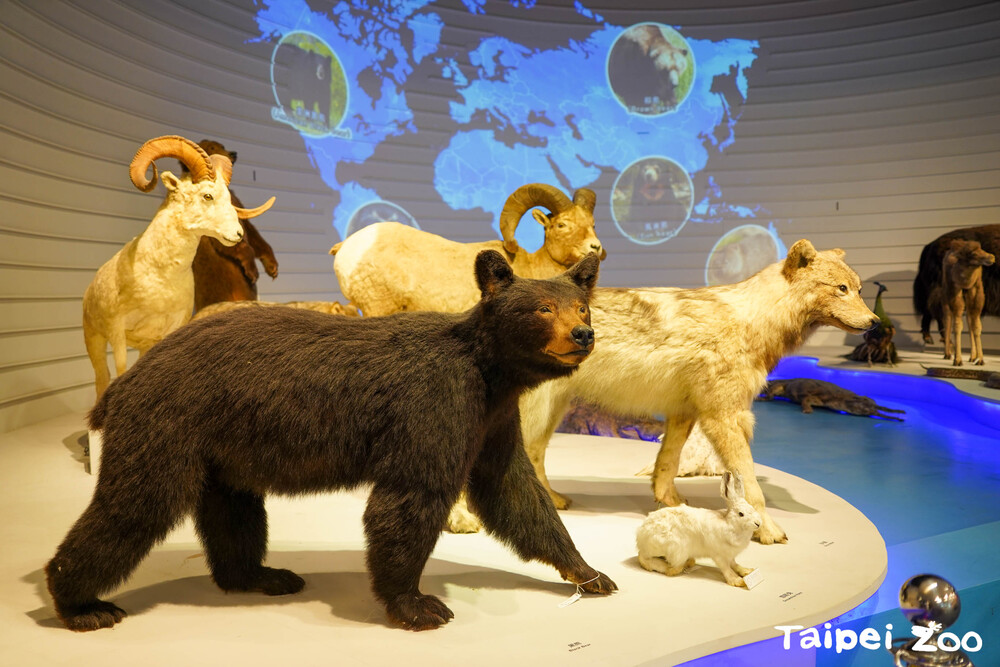 現代動物園呈現物種的多樣性扮演博物館角色，具備教育、研究、保育和文化等價值。 / 圖片來源 台北市立動物園