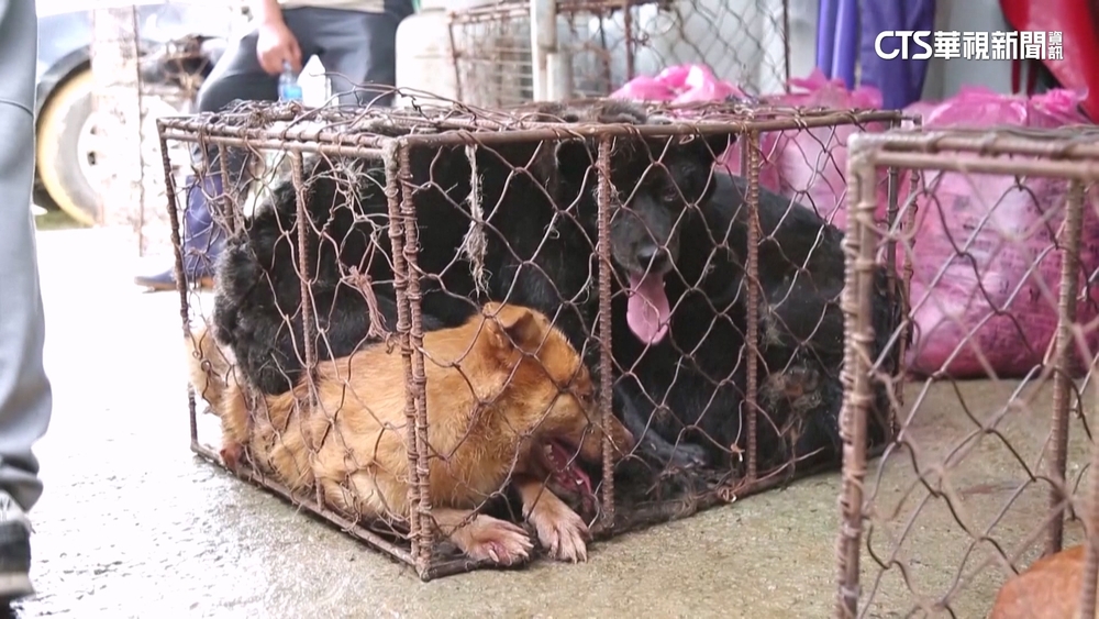 南韓食狗肉傳統引爭議　執政黨擬立法禁止