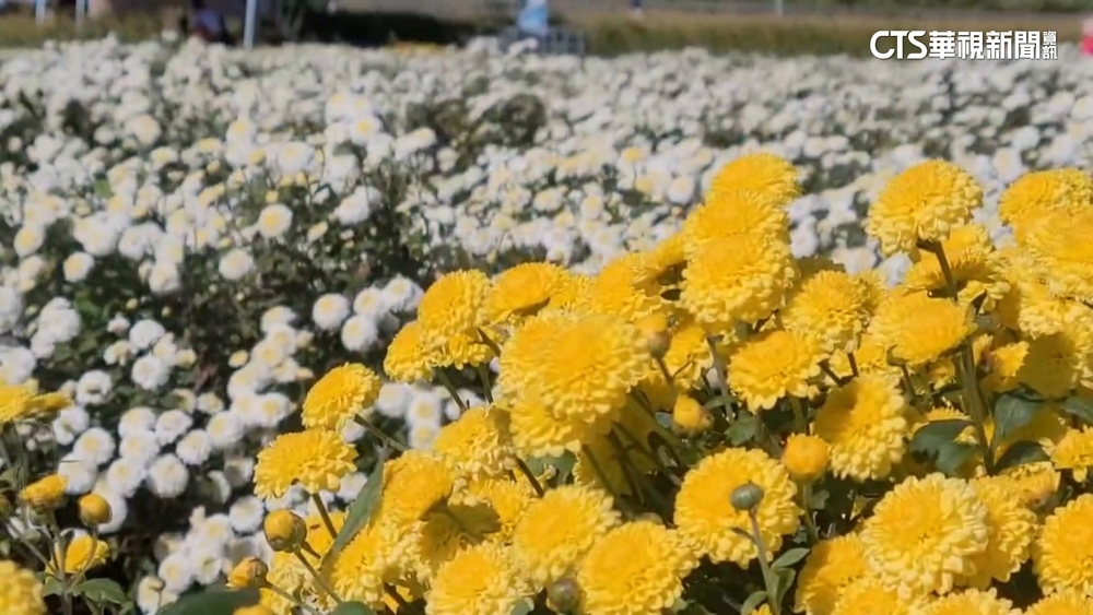 「杭菊」黃白相映.「落羽松」轉紅　苗栗祕境超吸睛