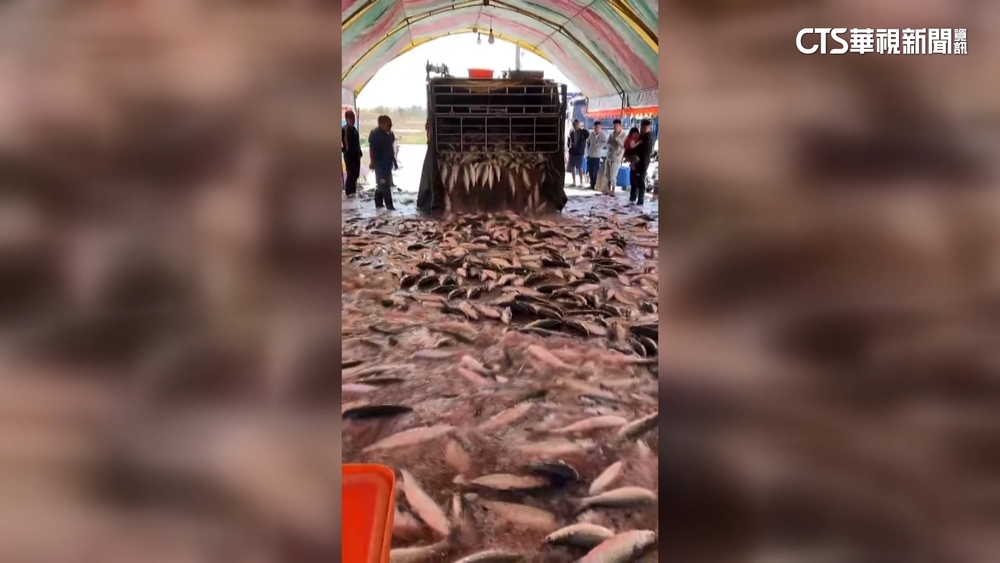 震撼！　嘉義剖烏場驚見烏魚瀑布　漁民笑開懷