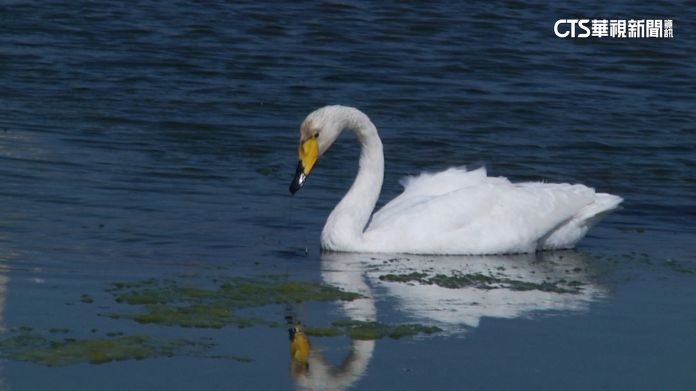 芬蘭國鳥「黃嘴天鵝」再現通霄　專家：同隻機率高