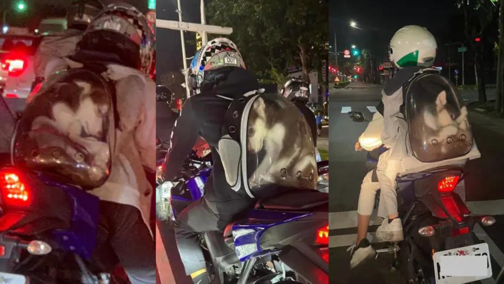 機車騎士將哈士奇「塞包包」載上路 惹怒全網！　高市動保處開罰