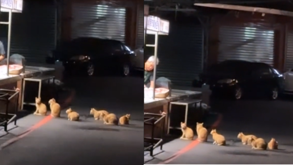 食品管理橘？市場肉攤見6橘貓排宵夜　網笑：來收清潔費