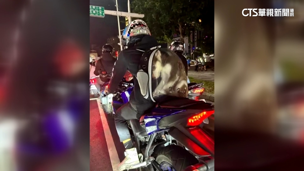 哈士奇「對折」塞背包　動保處認定虐待可罰7.5萬