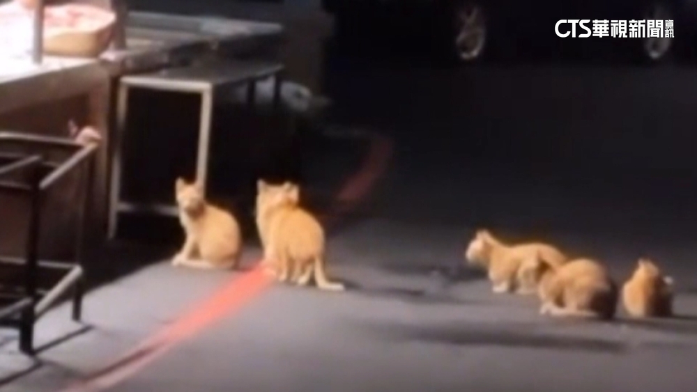 卡哇伊！貓咪肉攤前排隊等吃肉　插隊還會被修理