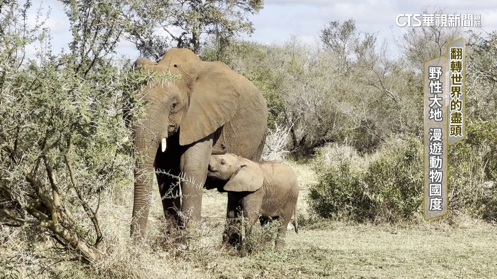 翻轉世界的盡頭！野性大地　漫遊動物國度