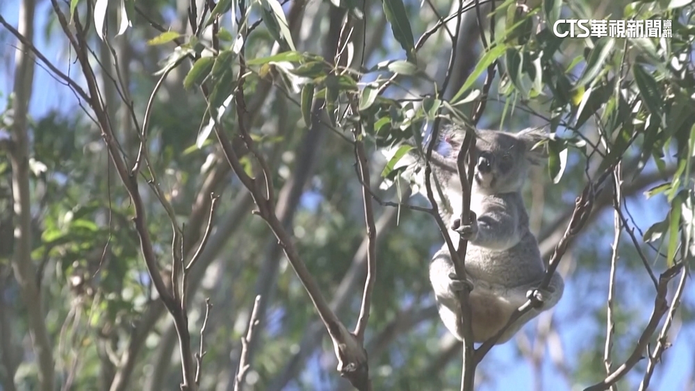 拯救瀕危無尾熊　澳洲動保團體「種33萬棵樹」