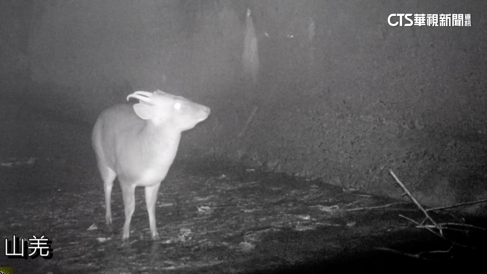 宜蘭太平山動物走「脫困通道」　減少路殺風險