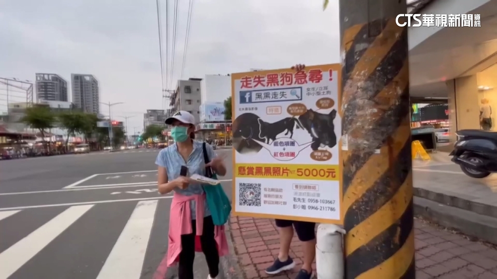 浪浪「黑黑」走失　動保團發傳單懸賞五萬找回