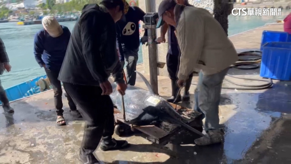 今年「最大尾」！　台東成功捕獲401kg旗魚　邀饕客品嘗