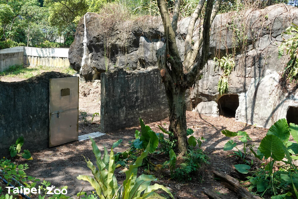 今年正式開放連通道給斑點鬣狗「小乖」和「小白」使用 / 圖片來源  北市動物園