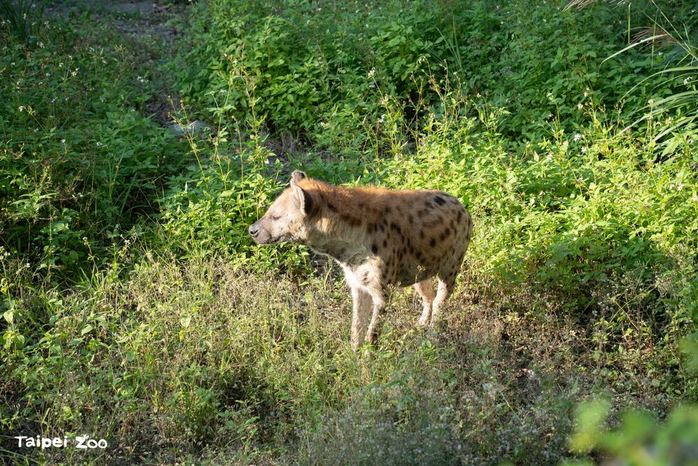 斑點鬣狗「小乖」在新戶外活動場曬太陽  / 圖片來源 北市動物園
