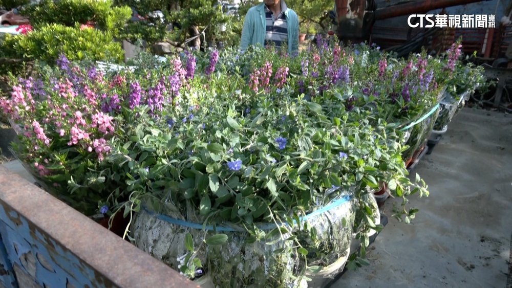 藉學校名義詐騙！　男自稱教職員訂購近500盆栽