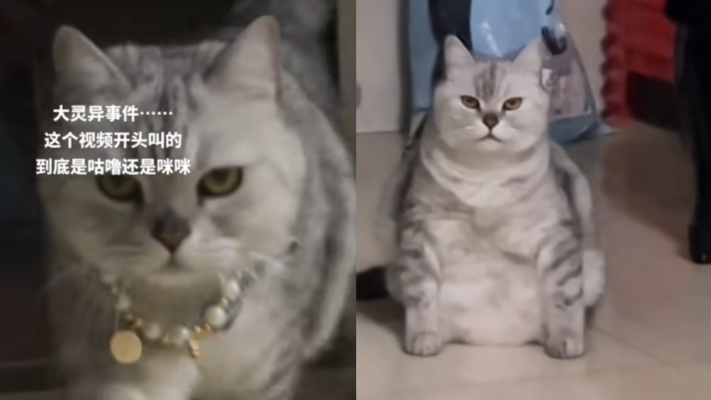 你來聽聽「貓的名字」是咪咪還是咕嚕？　兩派人吵翻：你們都是騙子