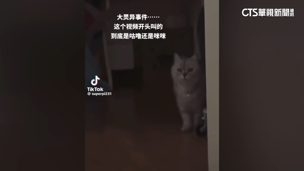 咪咪還是咕嚕？　網友喚愛貓名掀聽力大考驗