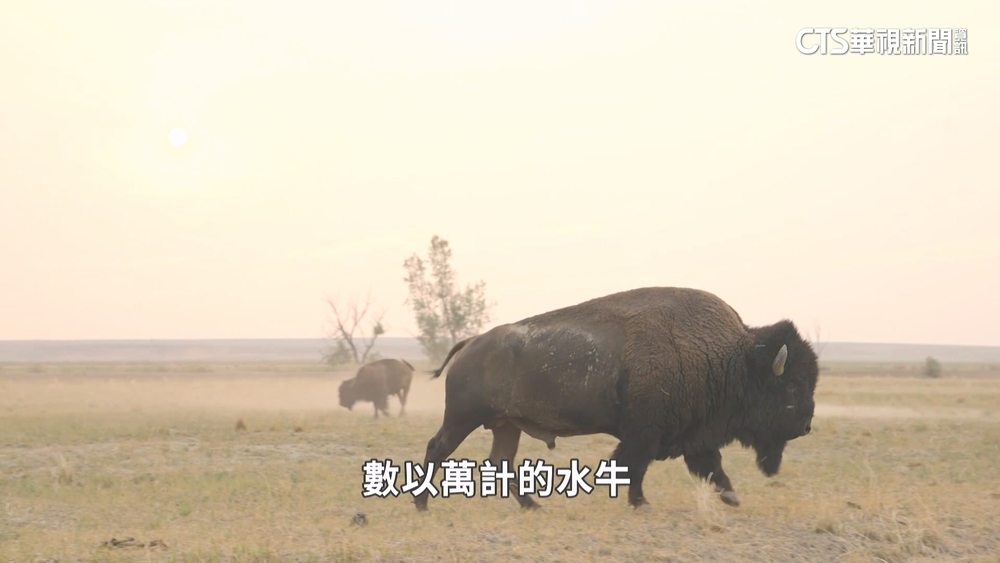 畜牧業成暖化幫凶　美實驗特殊放牧減碳排