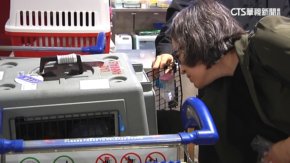 蕭美琴返台拚選戰　下機先關心安撫4喵星人