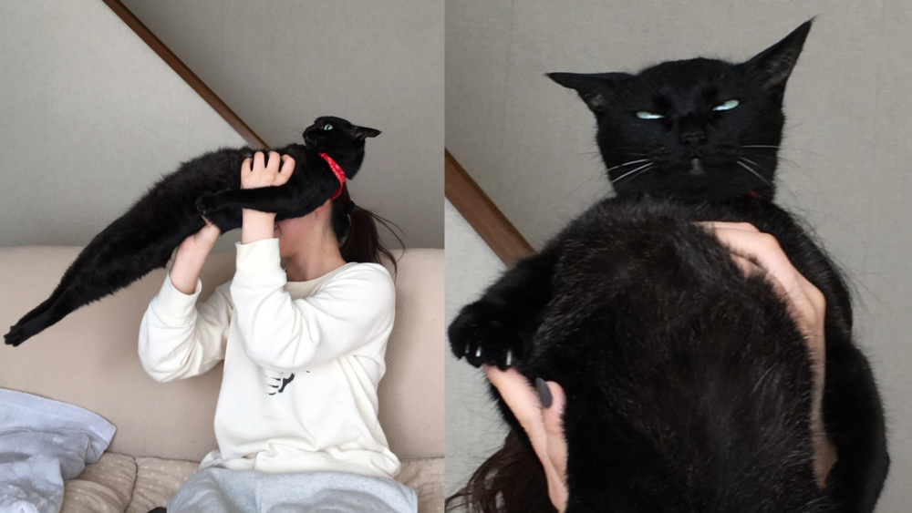 養10多年黑貓「不願被抱照」暴紅　挺直全身+翻白眼讓網笑翻
