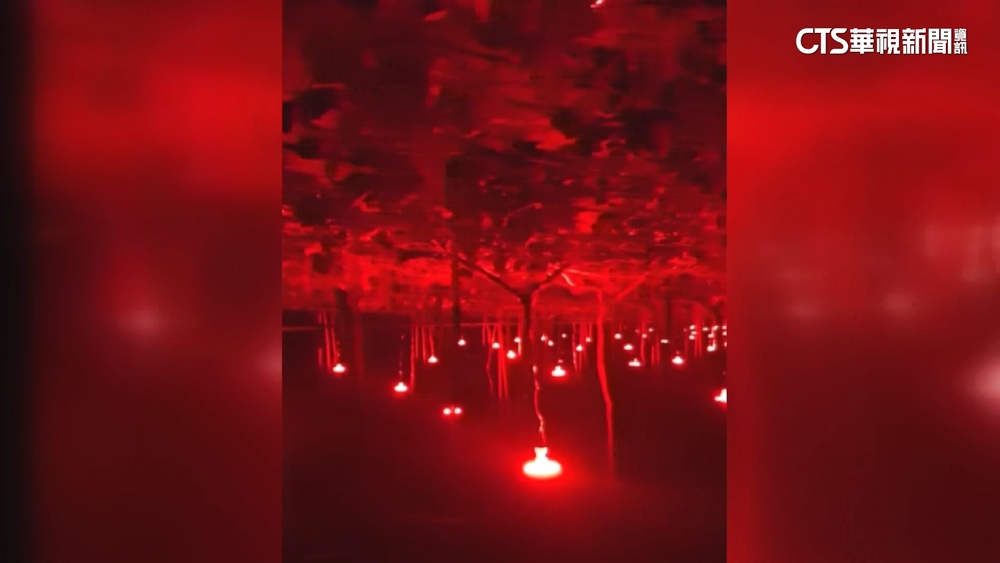 彰化出現紅燈區？　原來是葡萄溫室用紅光電照