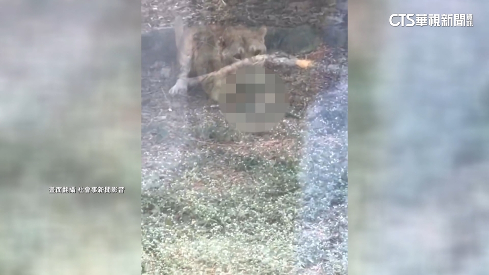 小獼猴掉落遭母獅叼走　驚悚一幕在動物園上演