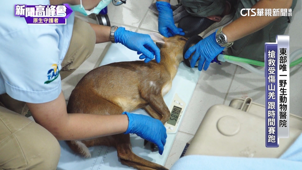 東部唯一野生動物醫院「野灣」　讓動物重返山林