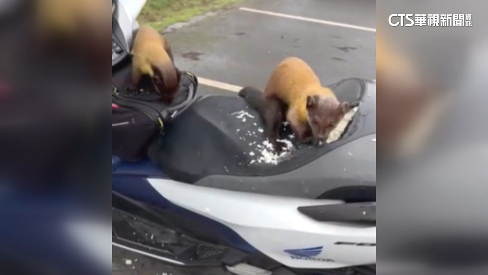 大膽「貂」民！　機車停宜蘭太平山坐墊慘遭黃喉貂抓爛