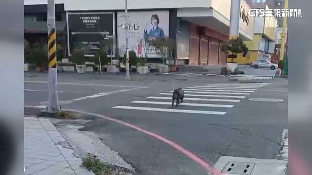 疑繩索脫落出逃　屏東市區驚見山豬逛大街