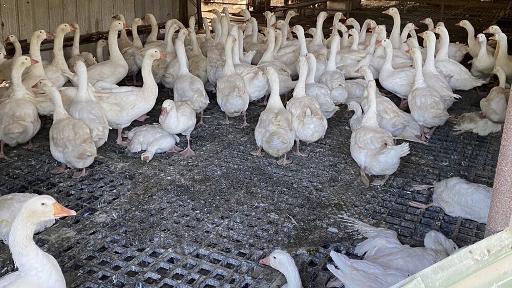 苗栗縣鵝場驚現首例「H5N1禽流感」　今撲殺1600隻鵝