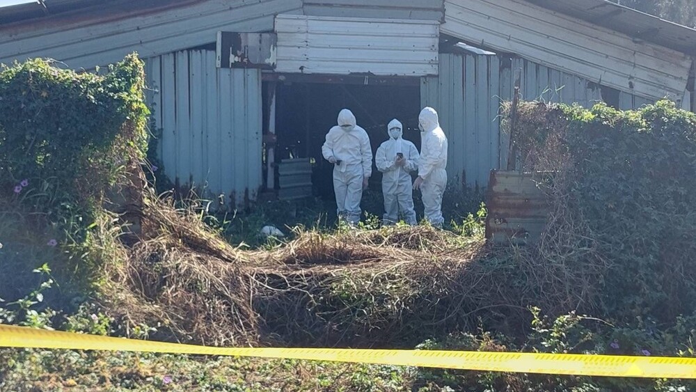 苗栗縣動防所表示，撲殺作業後，將進行全場全面消毒。圖／苗栗縣動防所提供