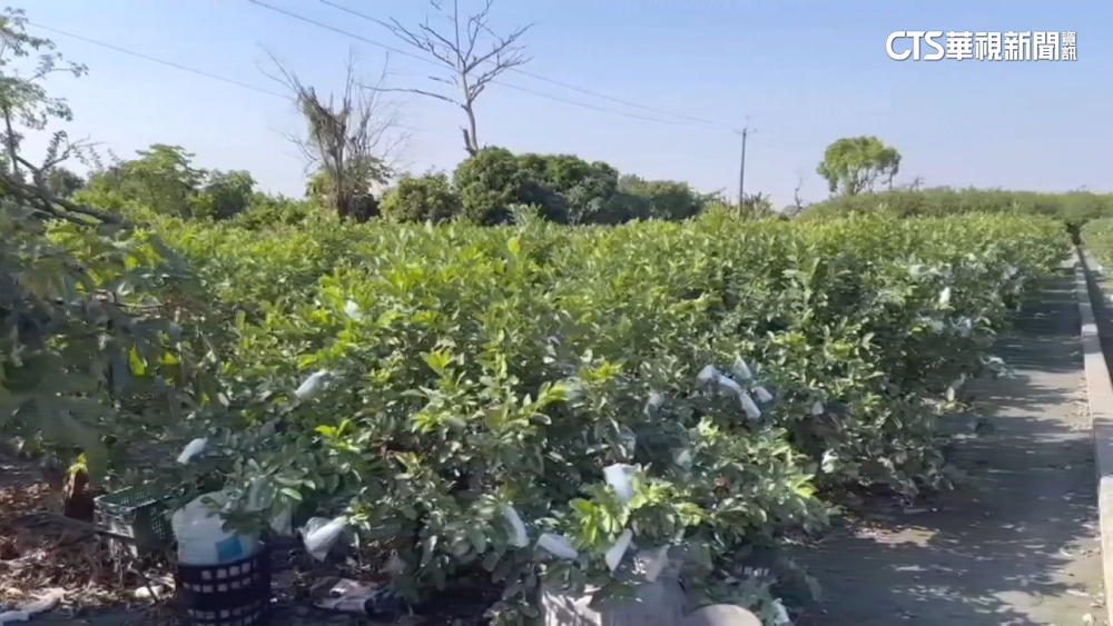 彰化情殺！不滿分手　男闖果園綁女砍25刀奪命