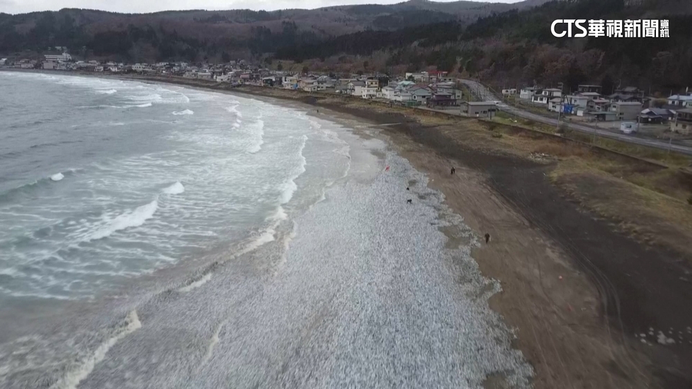北海道海邊大量死魚！　專家分析遭追趕沖上岸
