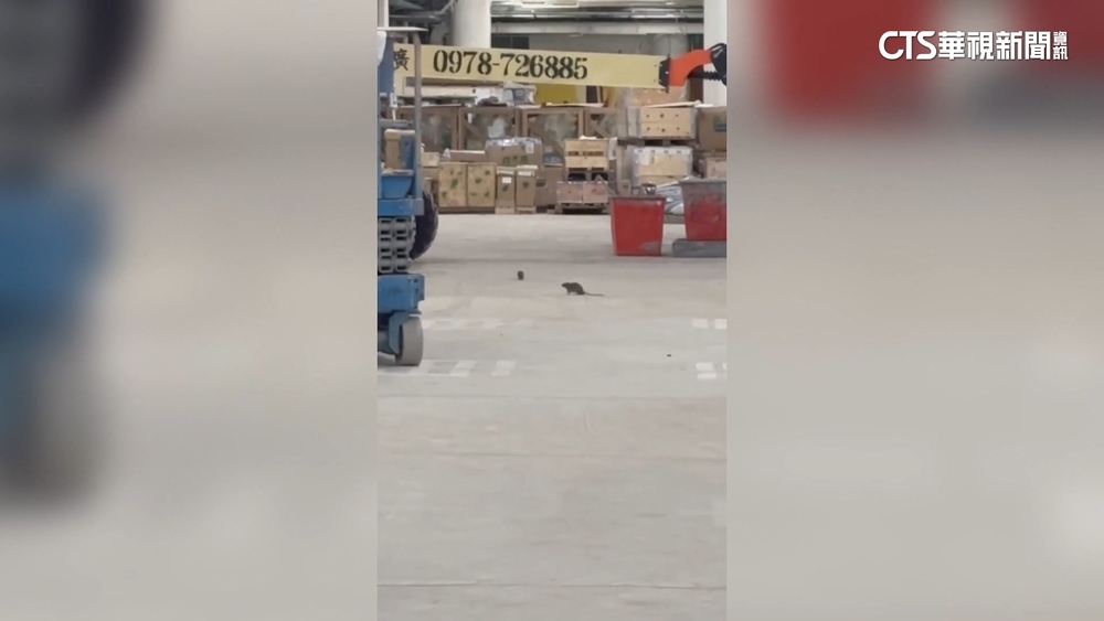 大巨蛋「鼠」出沒！　四處亂竄咬破線路憂轉播受阻