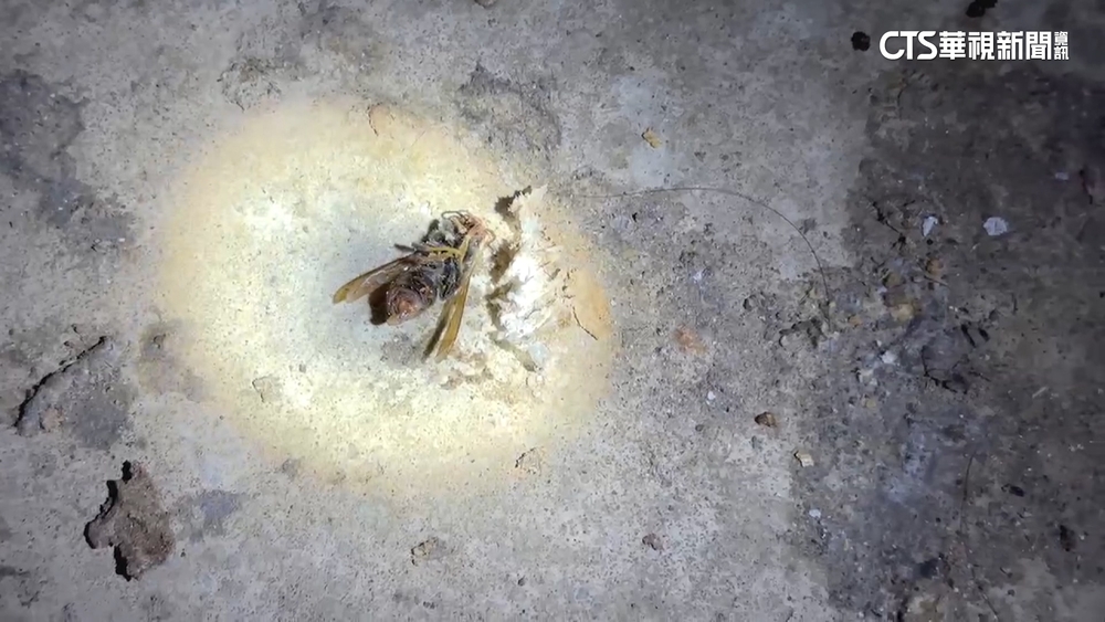 疑遭蜂螫失去呼吸心跳　新北老翁送醫救回一命