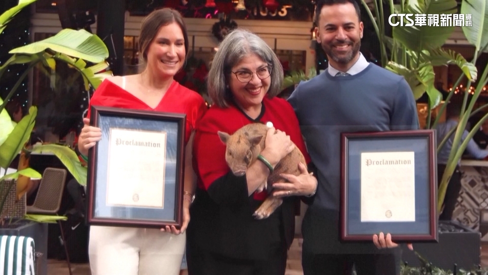小豬「泰勒絲」獲赦免　免成耶誕烤乳豬大餐