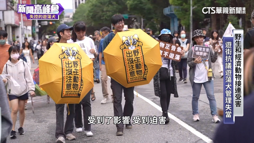 遊蕩犬零撲殺管理失控　傷人案層出不窮