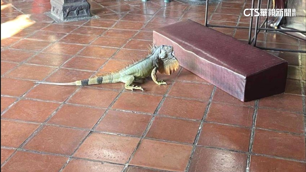 綠鬣蜥又來了！　闖天后宮拜拜　　屏東今年抓3.3萬隻創新高