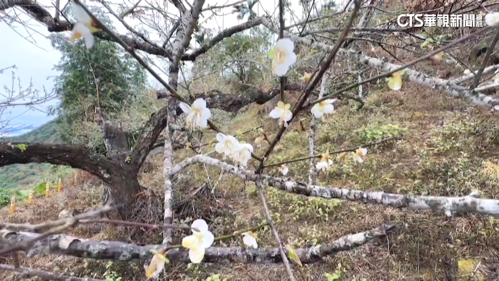 「梅」想到這麼快！　梅嶺梅花開3-4成　近10年最早