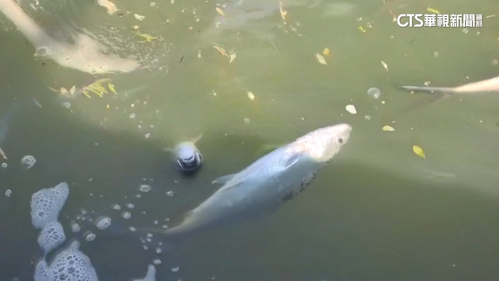 寒流襲雲林　10度低溫逾1萬台斤虱目魚被凍死