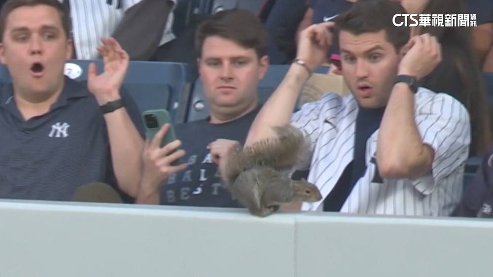 MLB年度搞笑鏡頭！　松鼠搶鏡球迷反應超浮誇