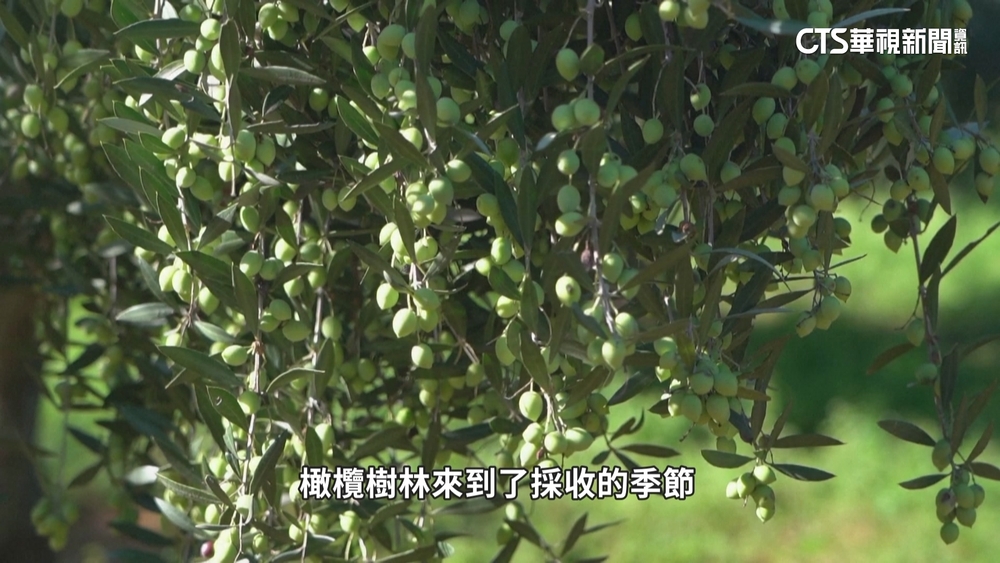 天氣太熱！　希臘橄欖歉收價格飆　農民巡邏防小偷