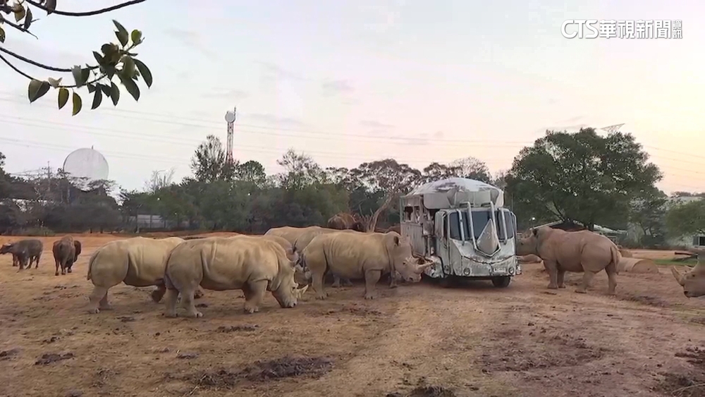遊樂園出招吸客！　民眾搭巴士迎日出「犀牛」作伴