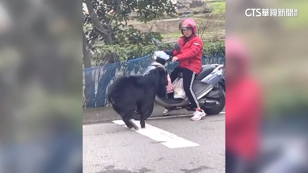 新北黑羊馬路亂竄「頭頂機車」　動保處：可開罰飼主