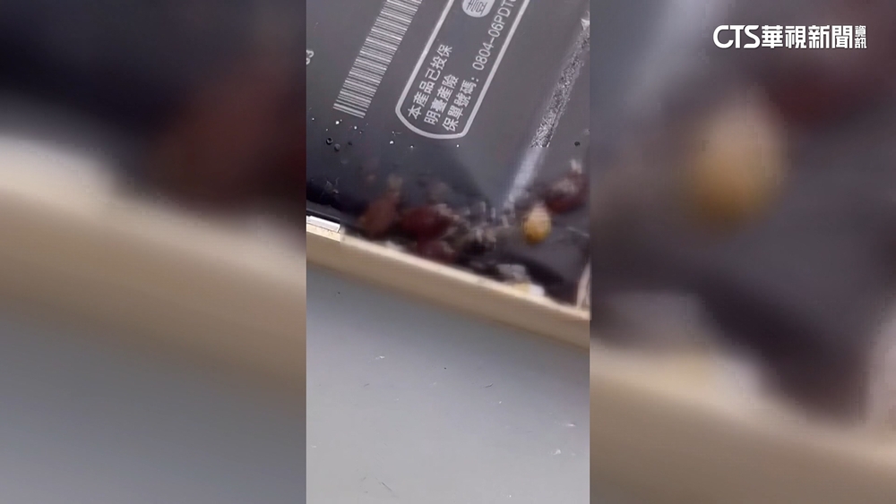 外籍客修手機驚見「一窩臭蟲」　疑躲背蓋入侵台灣